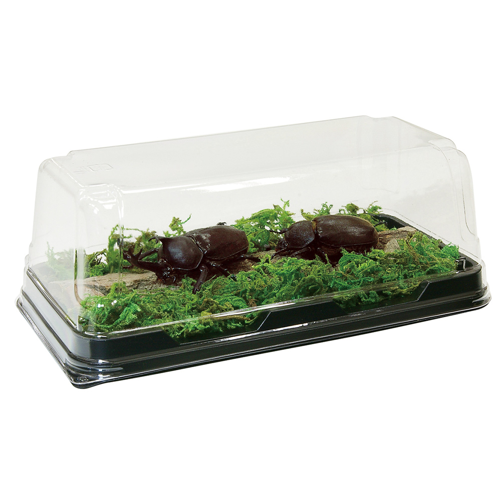 はじめてのかんたん昆虫標本セット