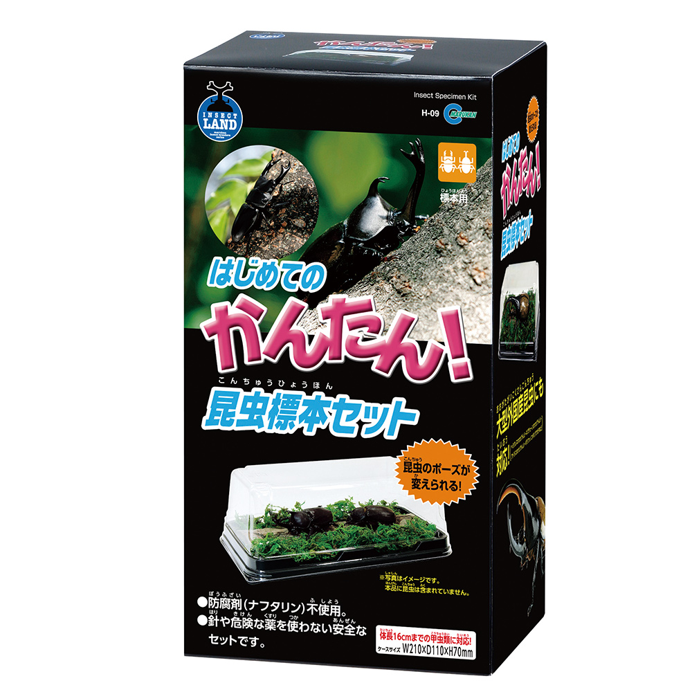 はじめてのかんたん昆虫標本セット
