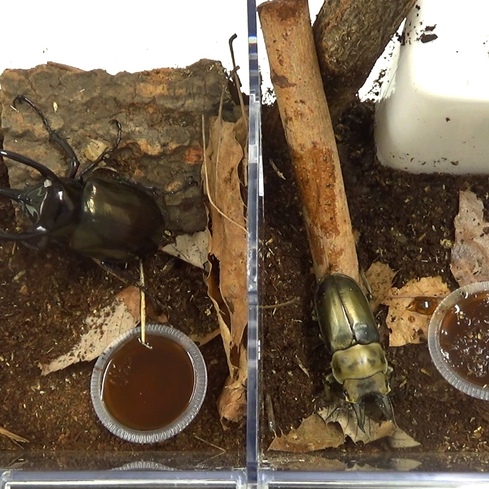 プラケースいきものたちの楽園 中