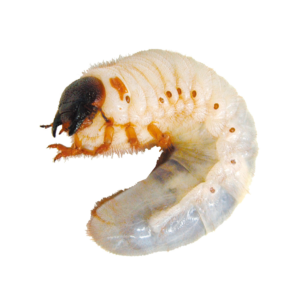 国産カブト虫幼虫ＣＰ入