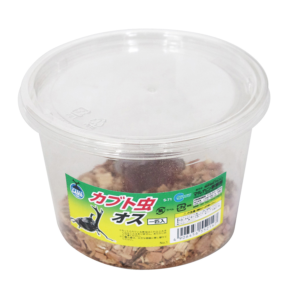 カブト虫成虫オスＣＰ入