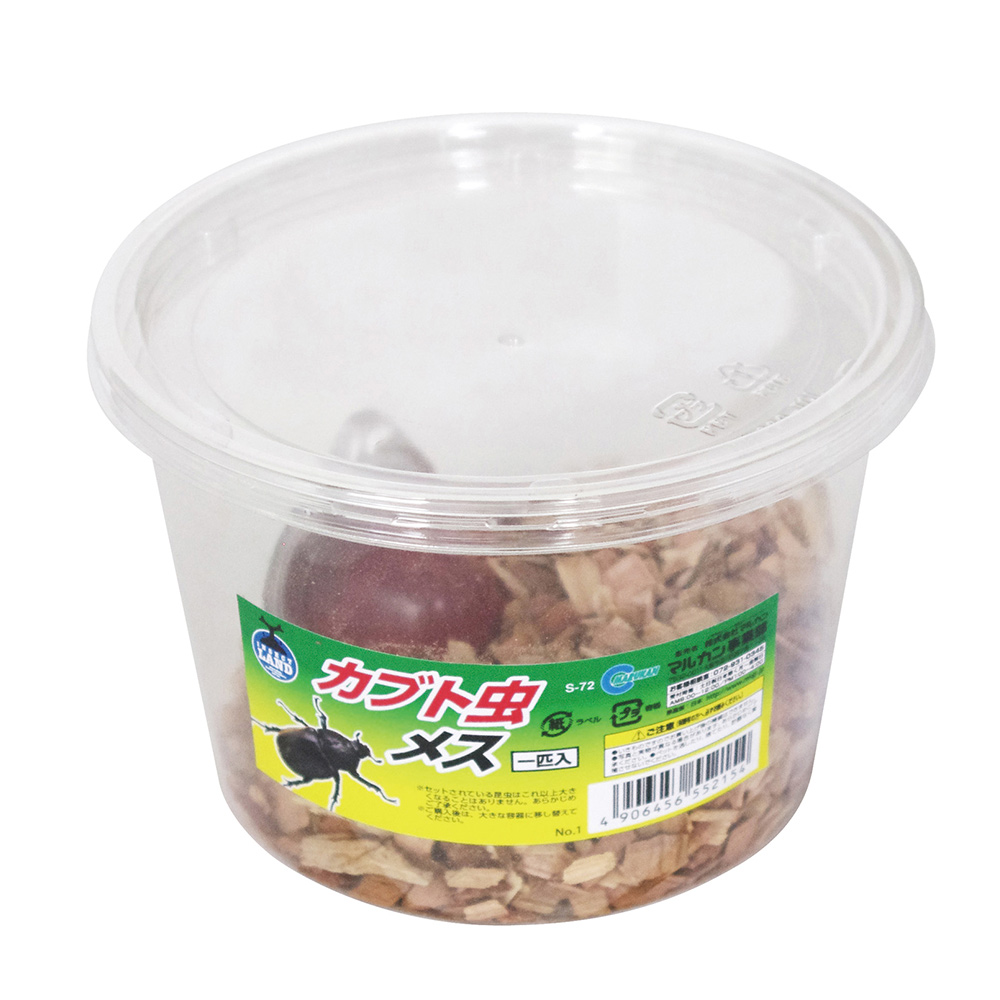 カブト虫成虫メスＣＰ入
