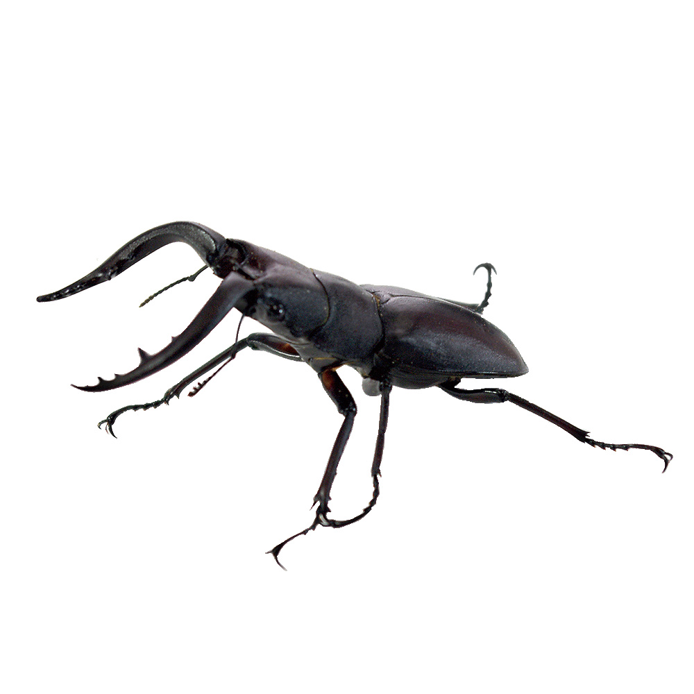 ノコギリクワガタ成虫オスＣＰ入
