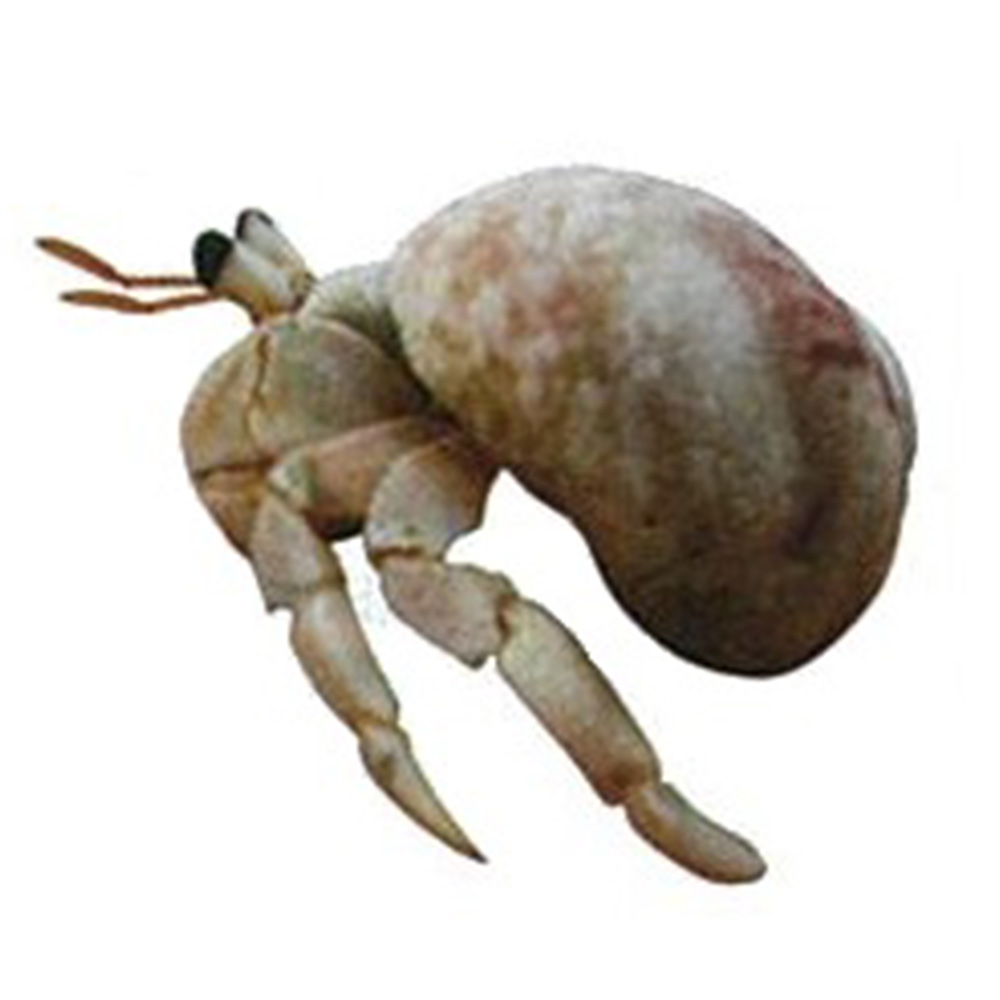 オカヤドカリＣＰ入