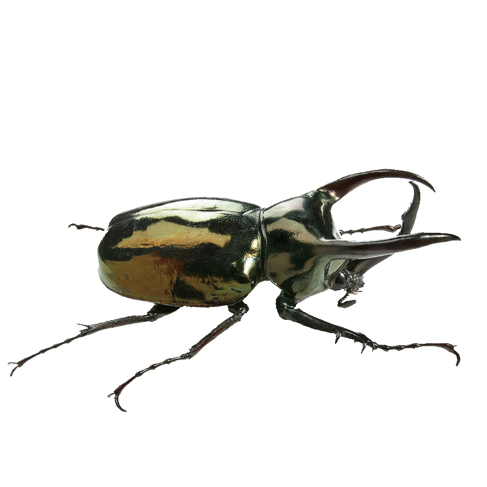 アトラスオオカブト<br>成虫ペアＣＰ入