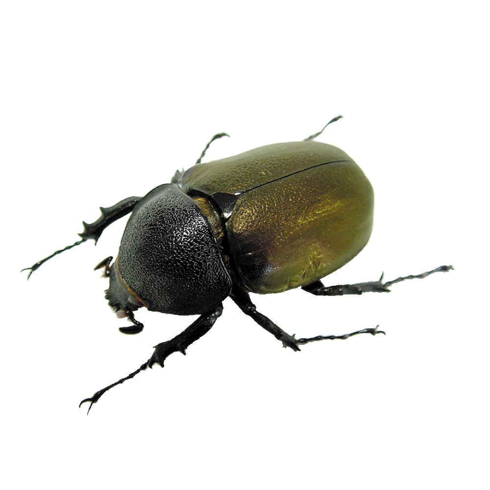 アトラスオオカブト<br>成虫ペアＣＰ入