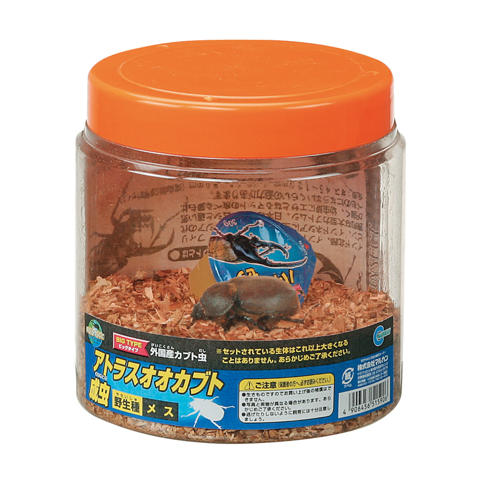 アトラスオオカブト<br>成虫 メス ブロー入