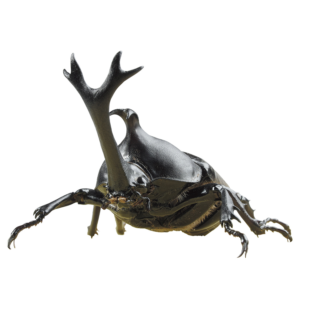 カブト虫成虫ペアＣＰ入
