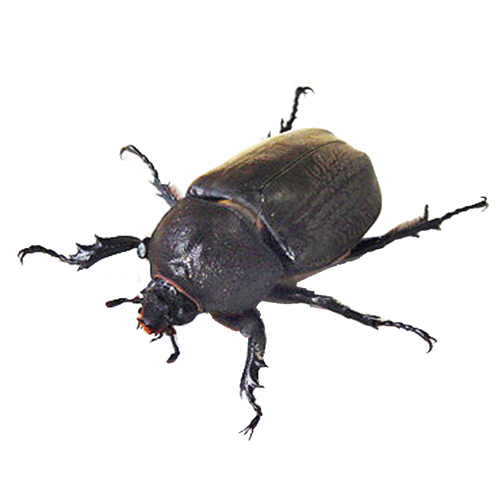 カブト虫成虫ペアＣＰ入