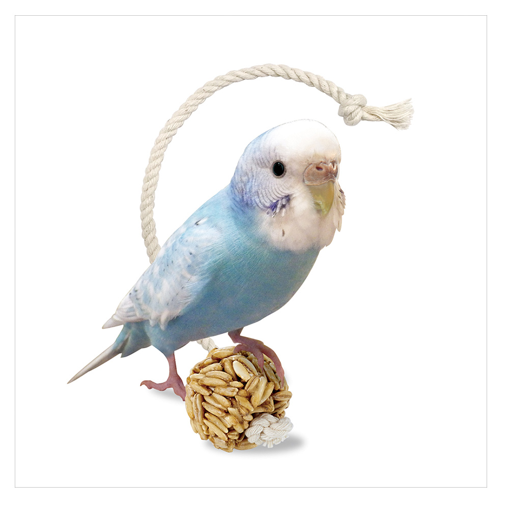 インコのえん麦ボール