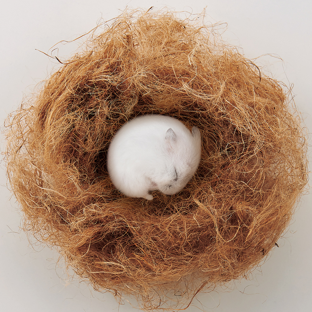 ハムちゃんの寝床作るんで巣<br>お徳用 120g
