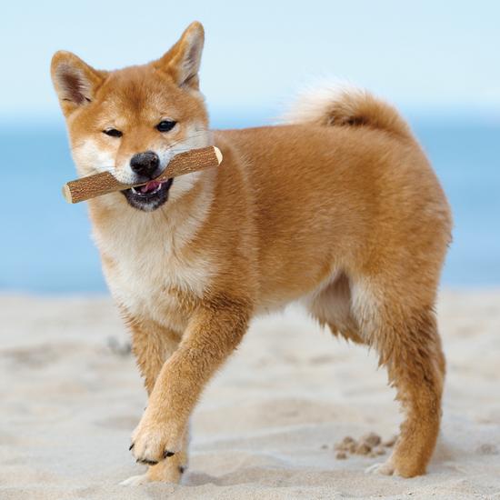 歯みが木ももの木M