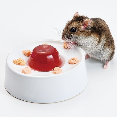 ゼリー＆ぴゅーれデコ食器
