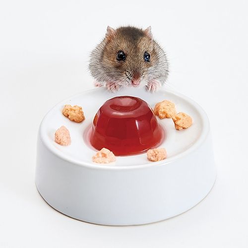 ゼリー＆ぴゅーれデコ食器