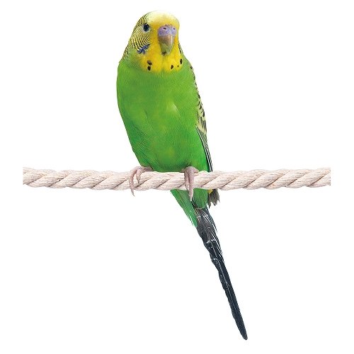 バードパレス<br>小鳥のロープ