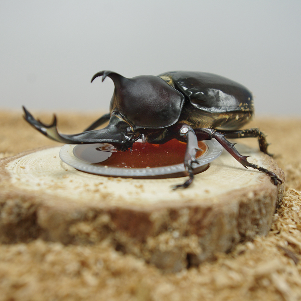 昆虫ゼリーサムライジャンボL