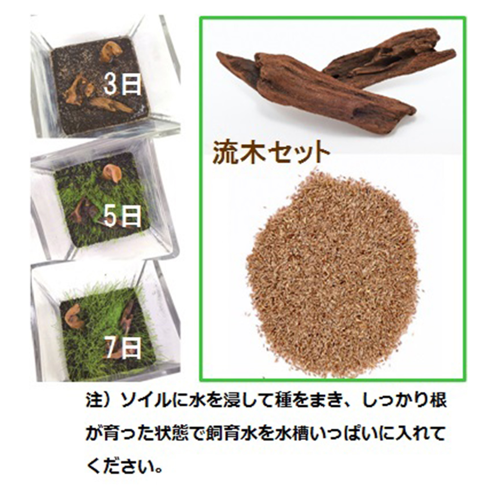 育てる水草の種<br>ストレートヘアー&流木