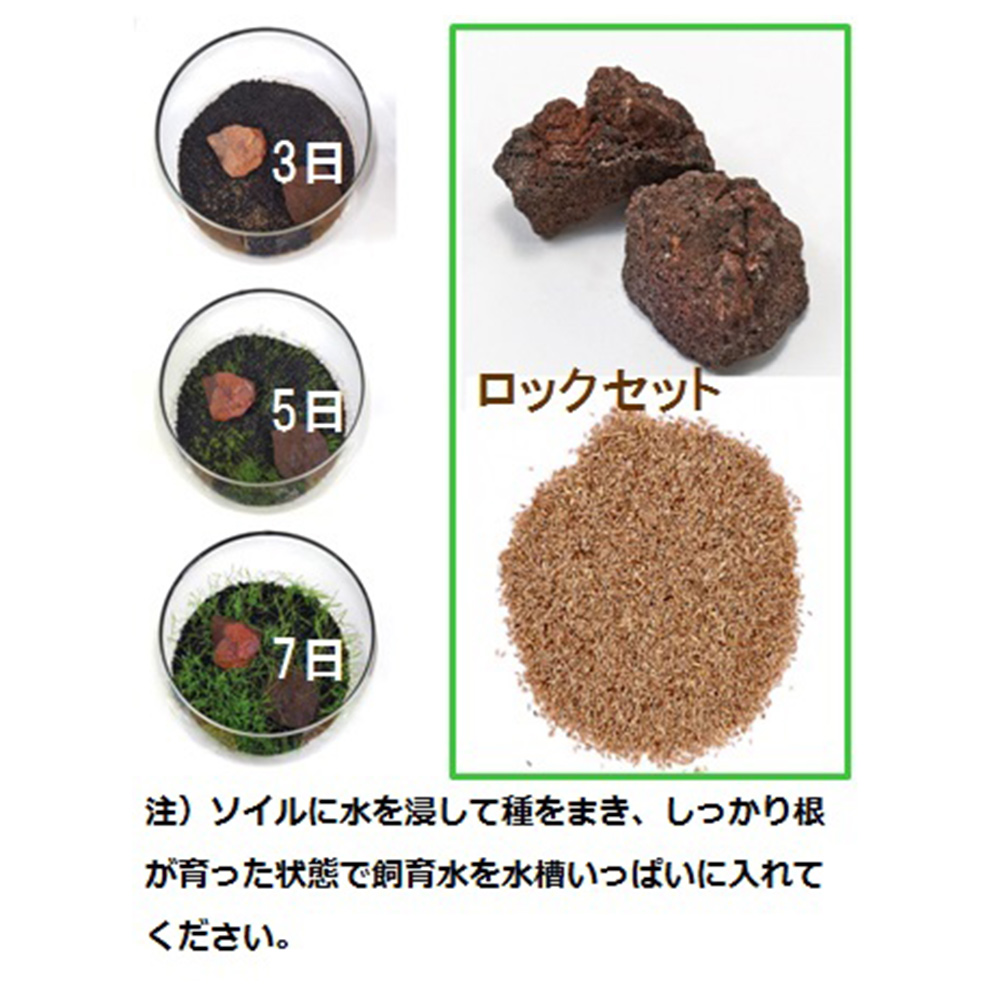 育てる水草の種<br>ストレートヘアー&ロック