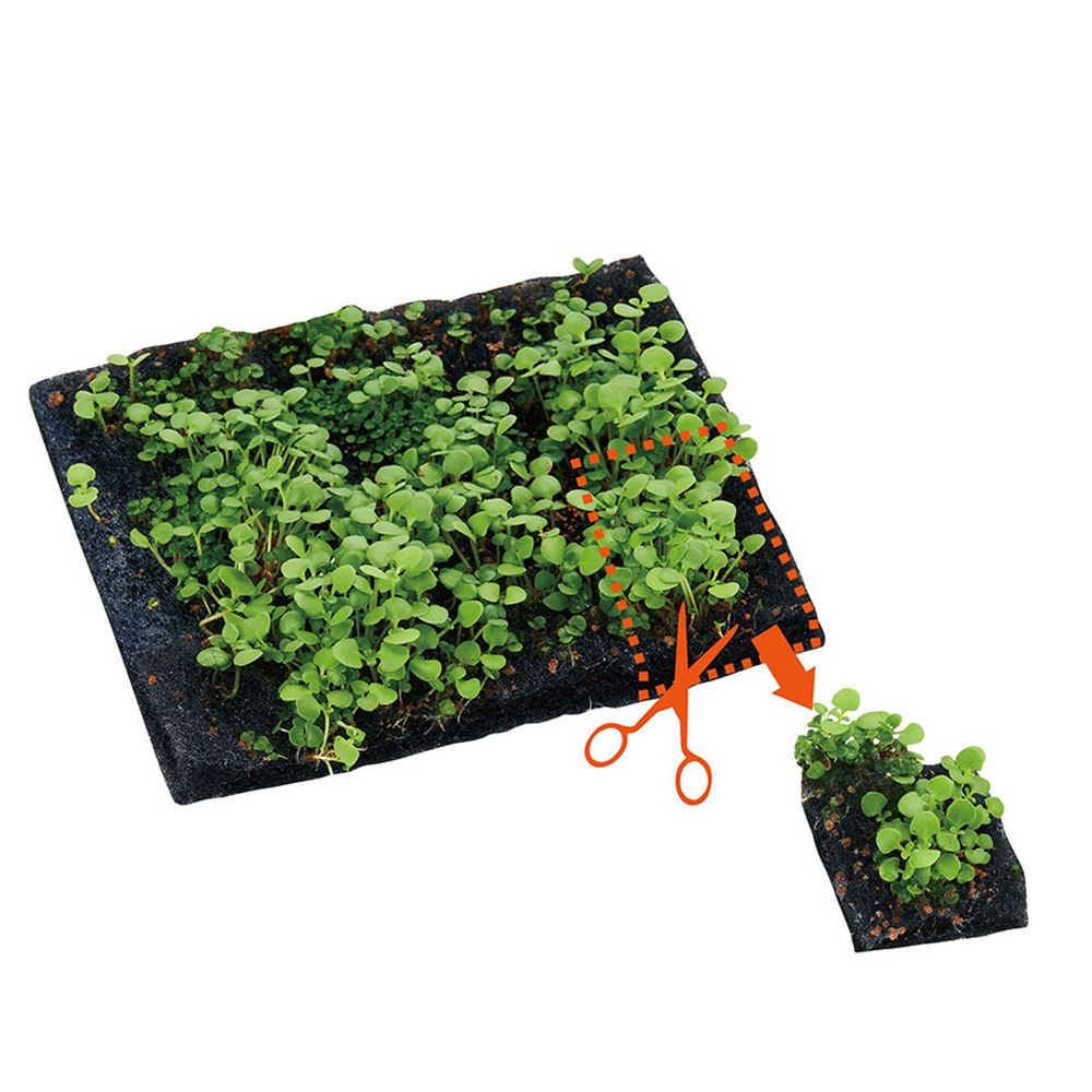 育てる水草の種<br>育成ソフトマットセットGC
