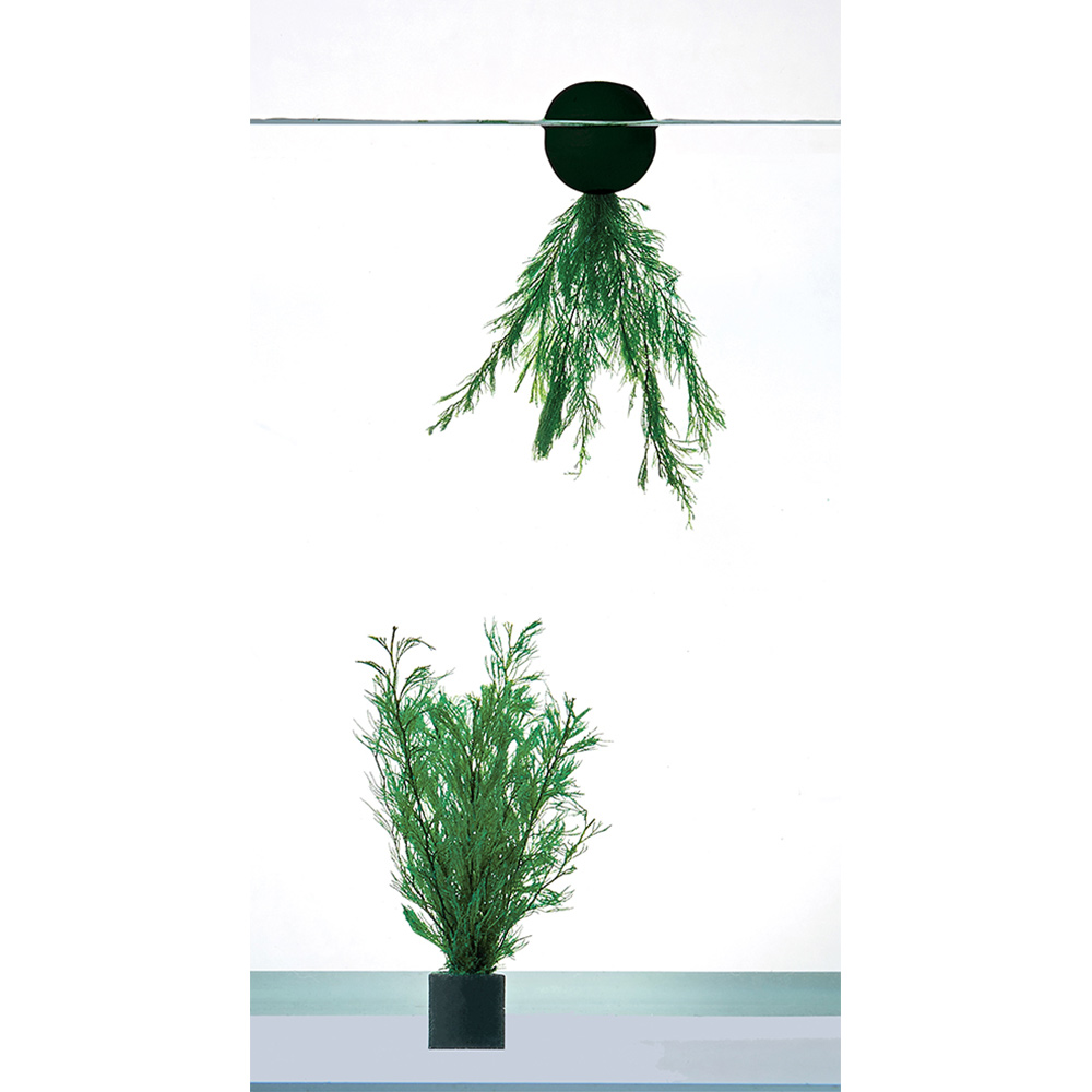 メダカのたまご産み草ミニ