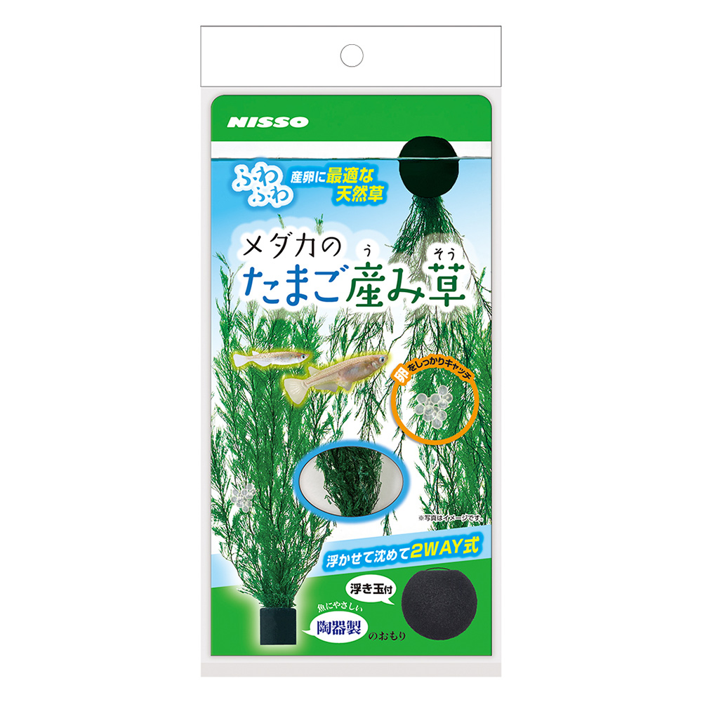 メダカのたまご産み草
