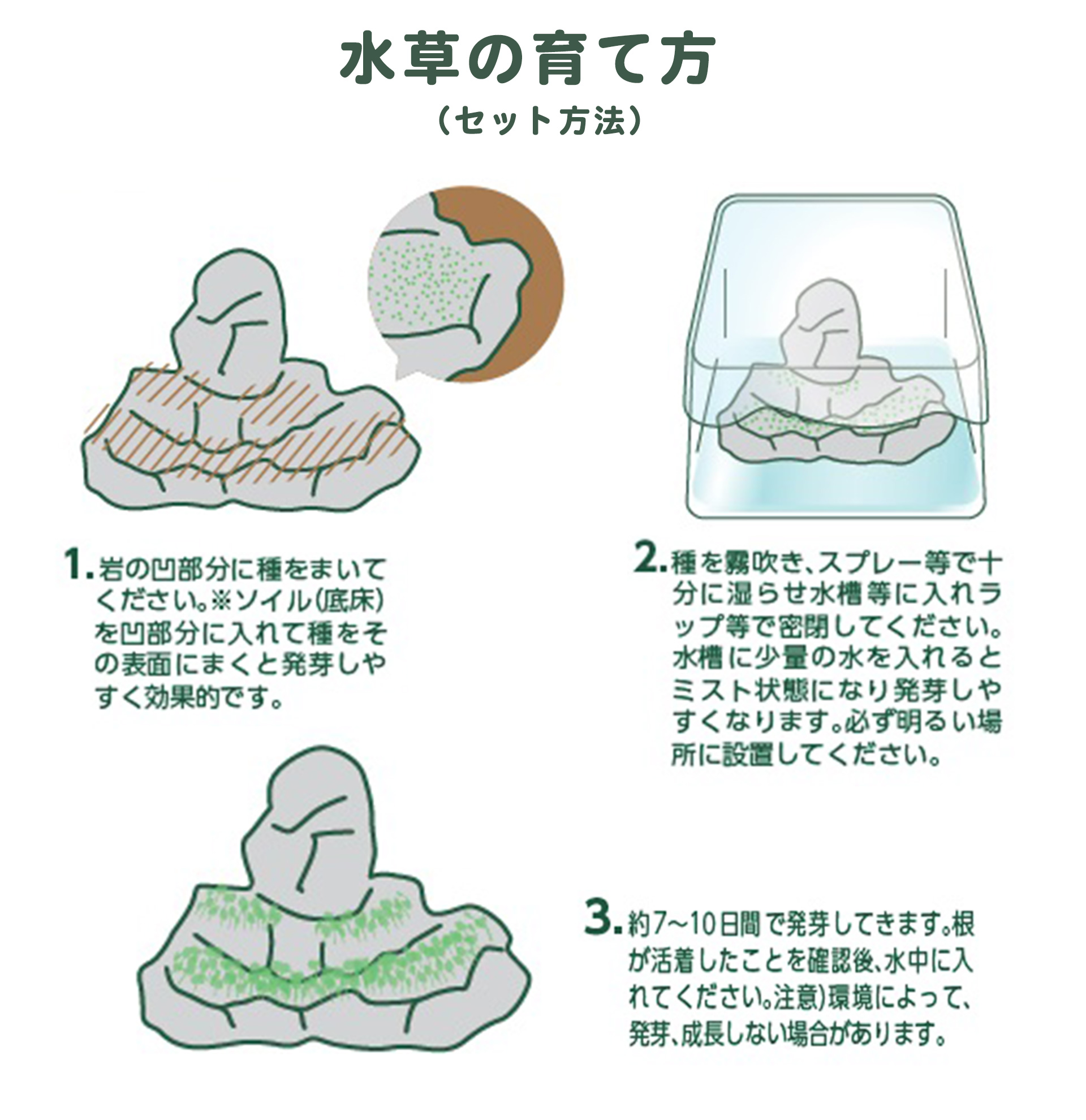 緑景・育てる水草の岩Ｍ