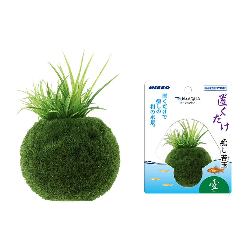 テーブルアクア 置くだけ癒し苔玉　壹(イチ)