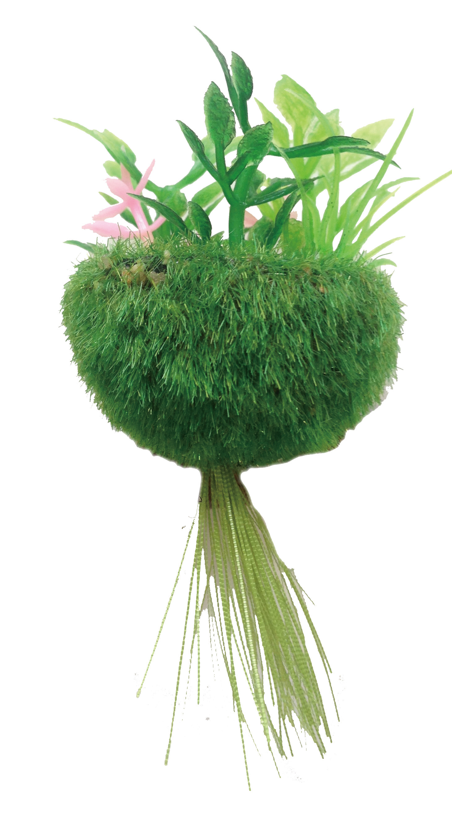 テーブルアクア 浮かべる癒し苔玉　貳(ニ)